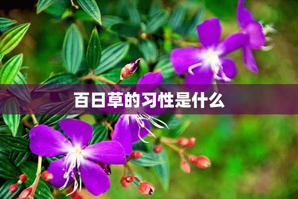 百日草的习性是什么