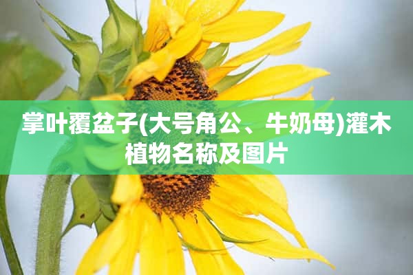 掌叶覆盆子(大号角公、牛奶母)灌木植物名称及图片