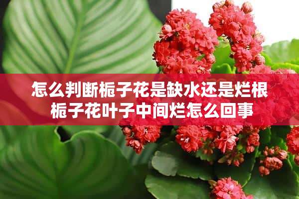 怎么判断栀子花是缺水还是烂根 栀子花叶子中间烂怎么回事