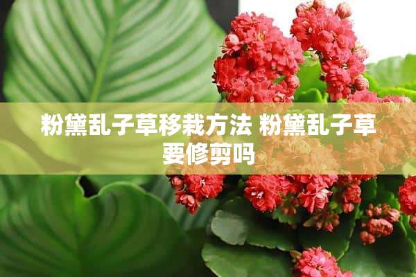 粉黛乱子草移栽方法 粉黛乱子草要修剪吗