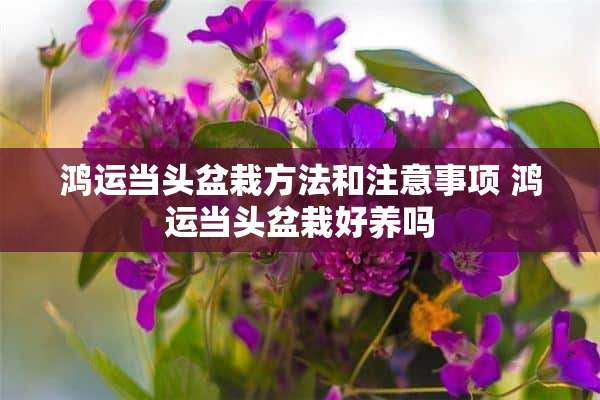 鸿运当头盆栽方法和注意事项 鸿运当头盆栽好养吗