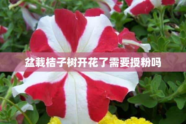 盆栽桔子树开花了需要授粉吗