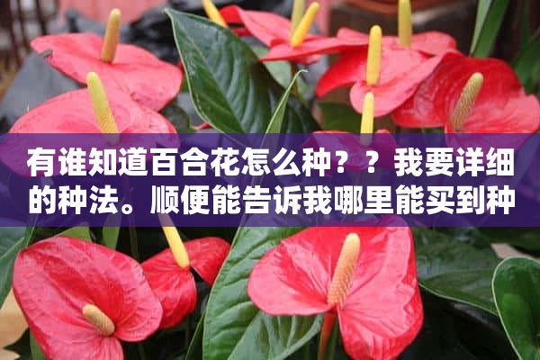 有谁知道百合花怎么种？？我要详细的种法。顺便能告诉我哪里能买到种子？？