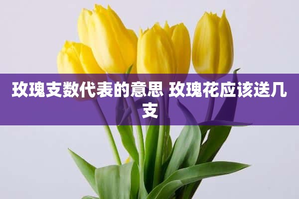 玫瑰支数代表的意思 玫瑰花应该送几支