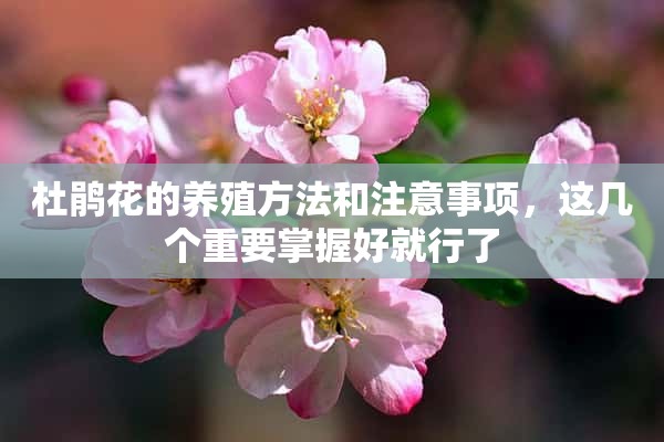 杜鹃花的养殖方法和注意事项，这几个重要掌握好就行了