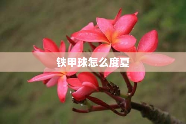 铁甲球怎么度夏