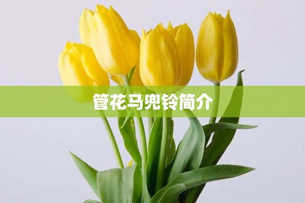 管花马兜铃简介