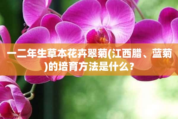 一二年生草本花卉翠菊(江西腊、蓝菊)的培育方法是什么？