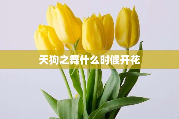 天狗之舞什么时候开花