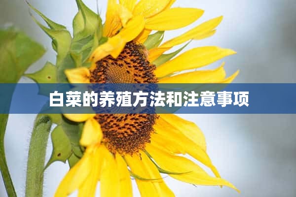 白菜的养殖方法和注意事项