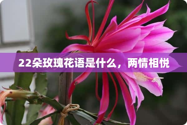 22朵玫瑰花语是什么，两情相悦