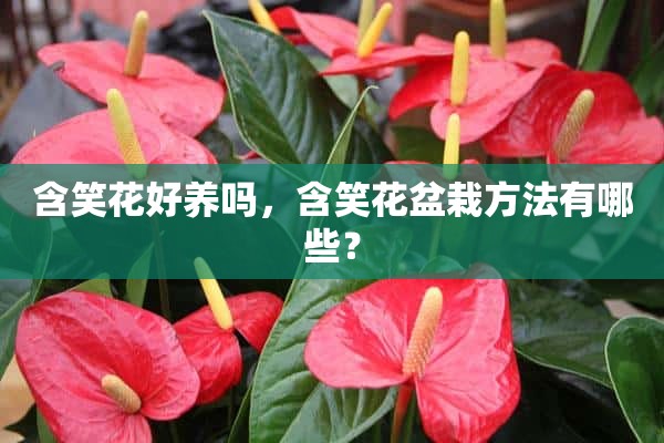 含笑花好养吗，含笑花盆栽方法有哪些？