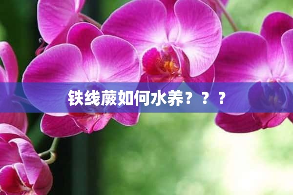 铁线蕨如何水养？？？