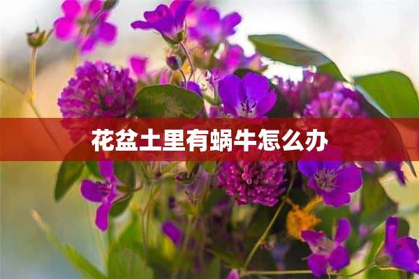 花盆土里有蜗牛怎么办