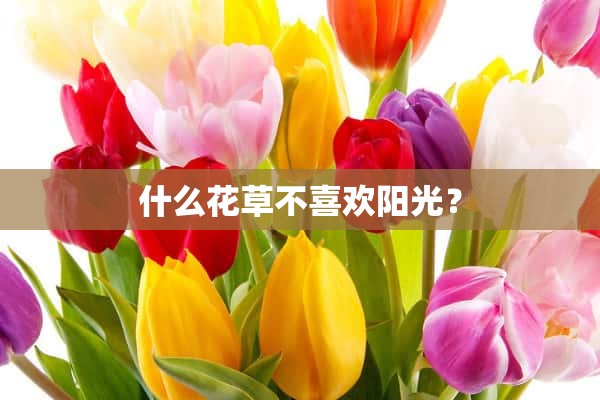 什么花草不喜欢阳光？