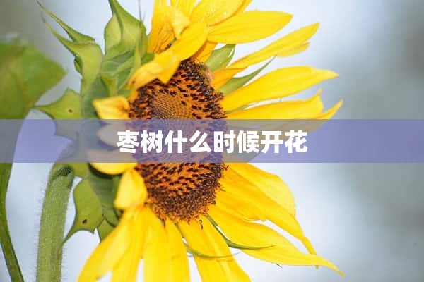 枣树什么时候开花