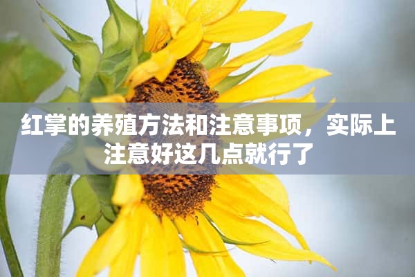 红掌的养殖方法和注意事项，实际上注意好这几点就行了