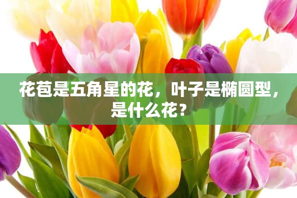 花苞是五角星的花，叶子是椭圆型，是什么花？