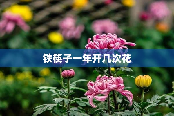 铁筷子一年开几次花