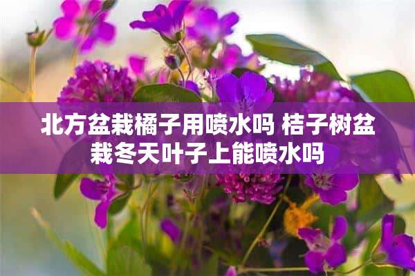 北方盆栽橘子用喷水吗 桔子树盆栽冬天叶子上能喷水吗