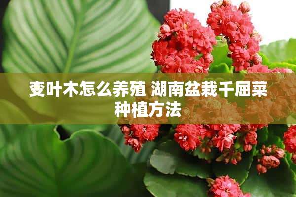 变叶木怎么养殖 湖南盆栽千屈菜种植方法