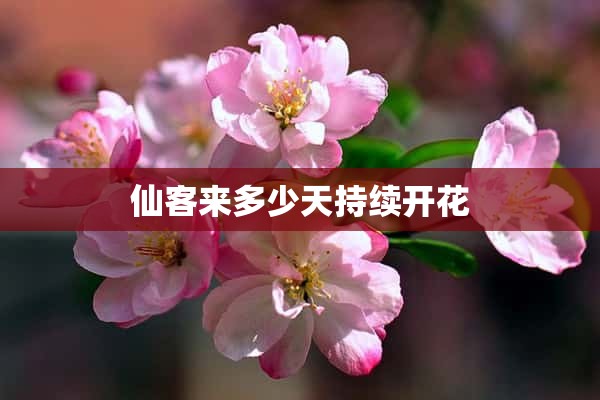 仙客来多少天持续开花