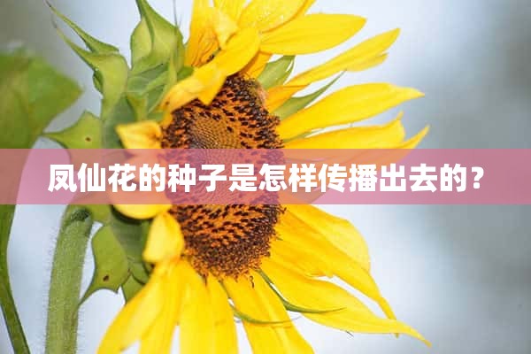 凤仙花的种子是怎样传播出去的？