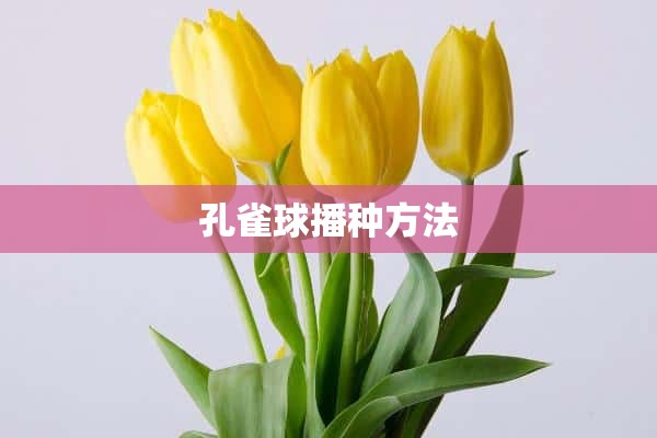 孔雀球播种方法