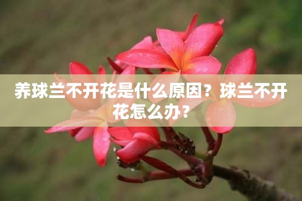 养球兰不开花是什么原因？球兰不开花怎么办？