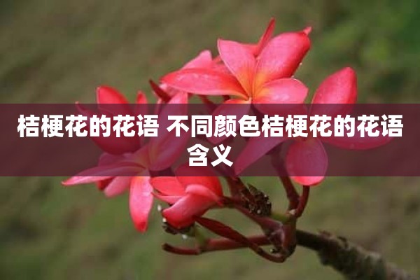 桔梗花的花语 不同颜色桔梗花的花语含义