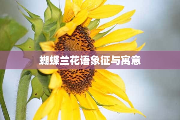 蝴蝶兰花语象征与寓意