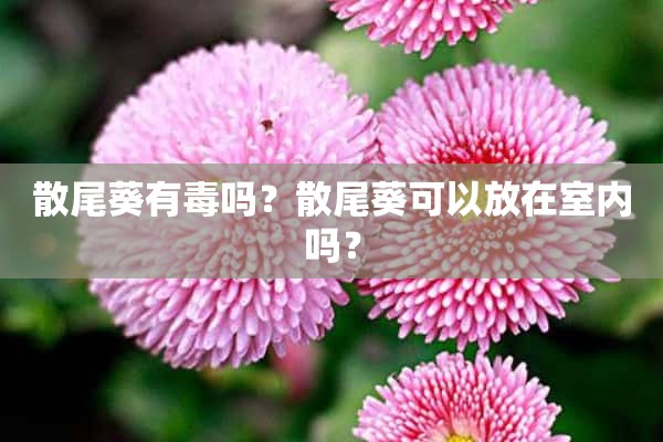 散尾葵有毒吗？散尾葵可以放在室内吗？