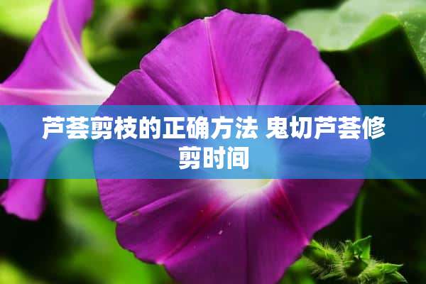 芦荟剪枝的正确方法 鬼切芦荟修剪时间