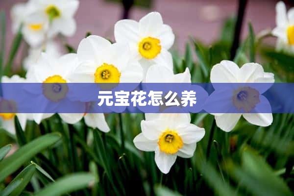 元宝花怎么养