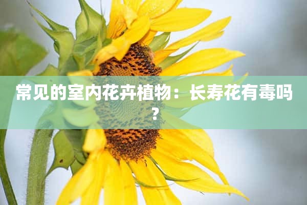 常见的室内花卉植物：长寿花有毒吗？