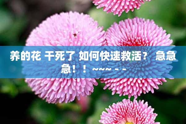 养的花 **了 如何快速救活？ 急急急！！~~~ - -