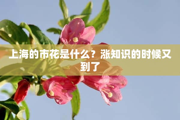 上海的市花是什么？涨知识的时候又到了