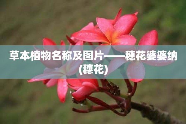 草本植物名称及图片——穗花婆婆纳(穗花)