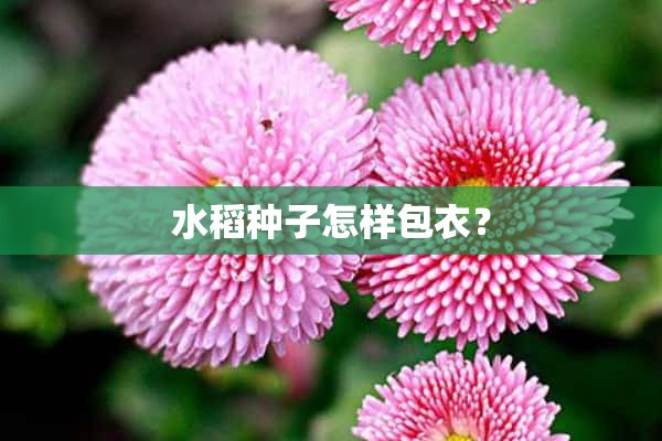 水稻种子怎样包衣？