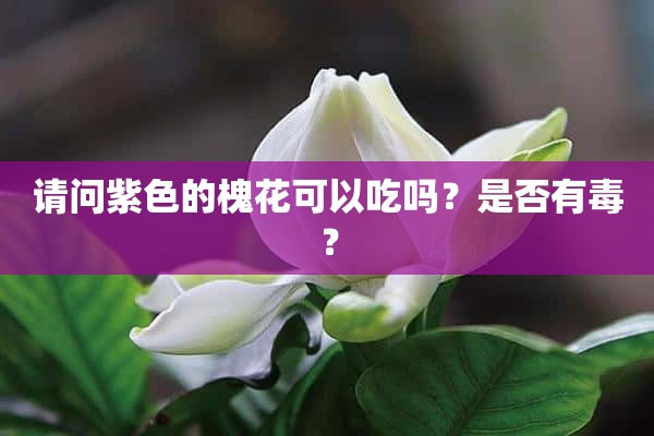 请问紫色的槐花可以吃吗？是否有毒？