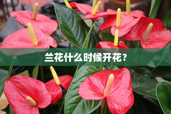 兰花什么时候开花？