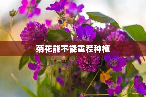 菊花能不能重茬种植