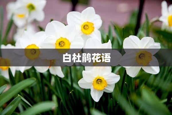 白杜鹃花语