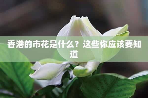 香港的市花是什么？这些你应该要知道