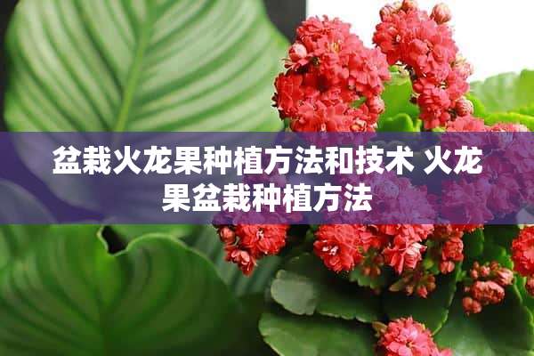 盆栽火龙果种植方法和技术 火龙果盆栽种植方法