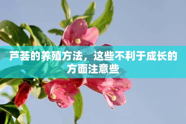 芦荟的养殖方法，这些不利于成长的方面注意些