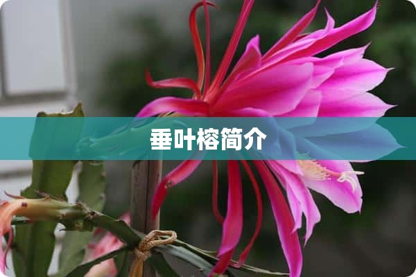 垂叶榕简介