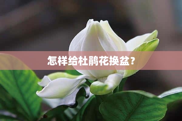 怎样给杜鹃花换盆？