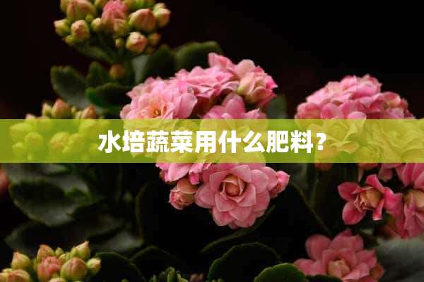 水培蔬菜用什么肥料？