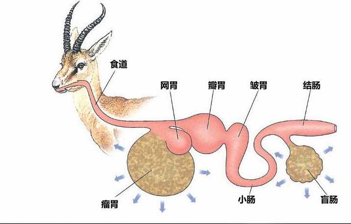 鹿的瘤胃微生物消化是怎么样的过程？